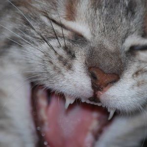 Meet your Posher, Debra